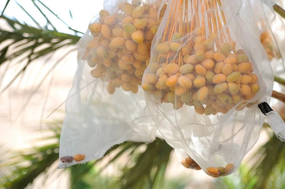 Importir kurma Indonesia: jalur langsung vs agen biasa, mana lebih untung